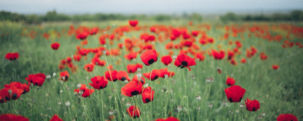 poppy field for remembrance