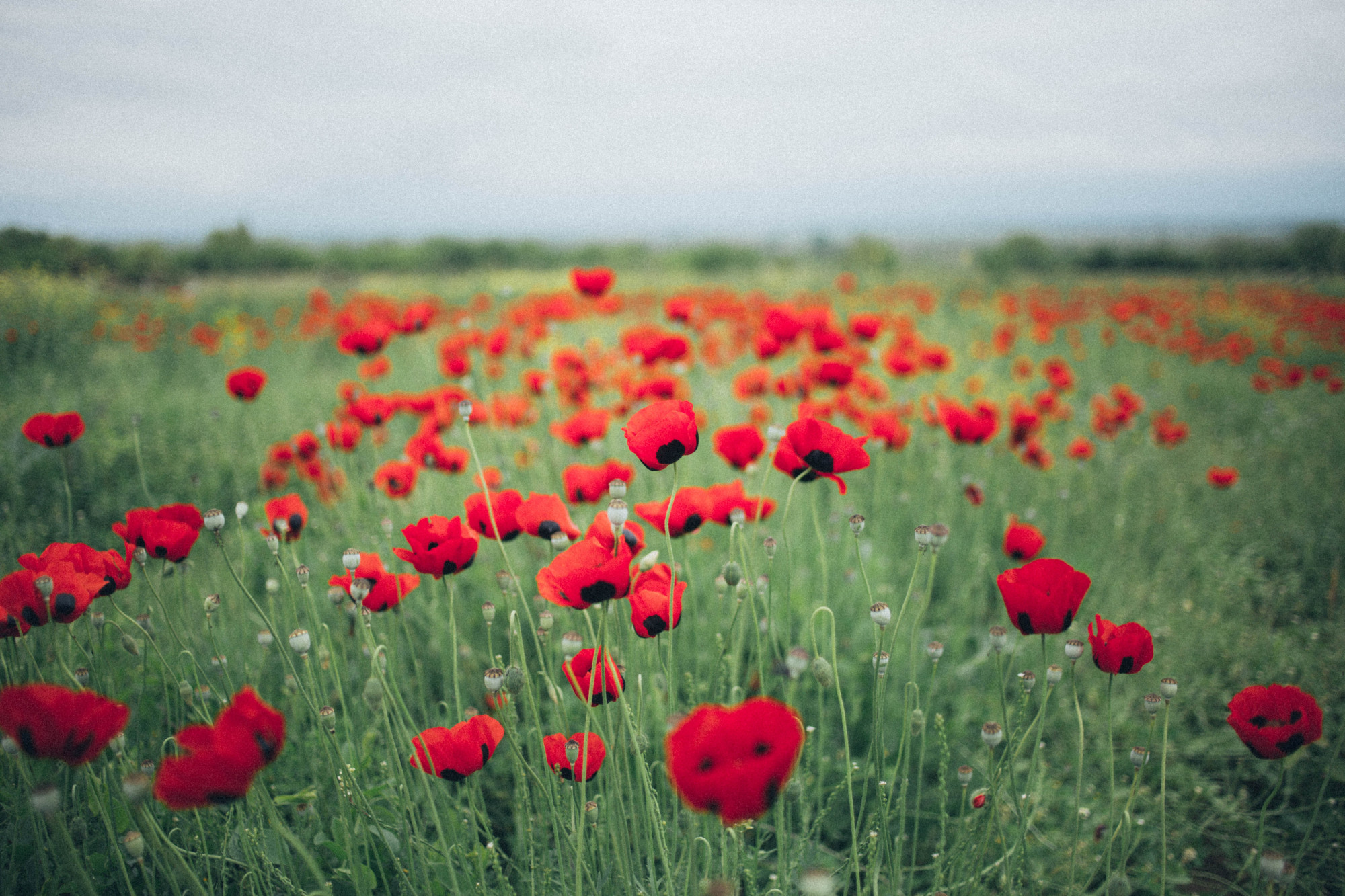 poppy field for remembrance